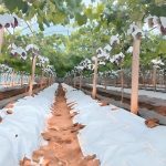 Agricultural-Crop-Protection