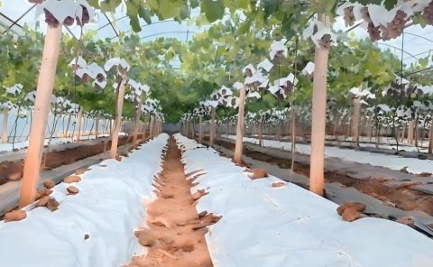 imgi 11 agricultural crop protection 480x296